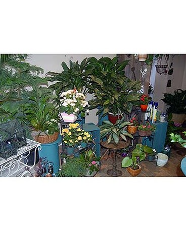 Wide variety of flowering and green plants in our Atrium.